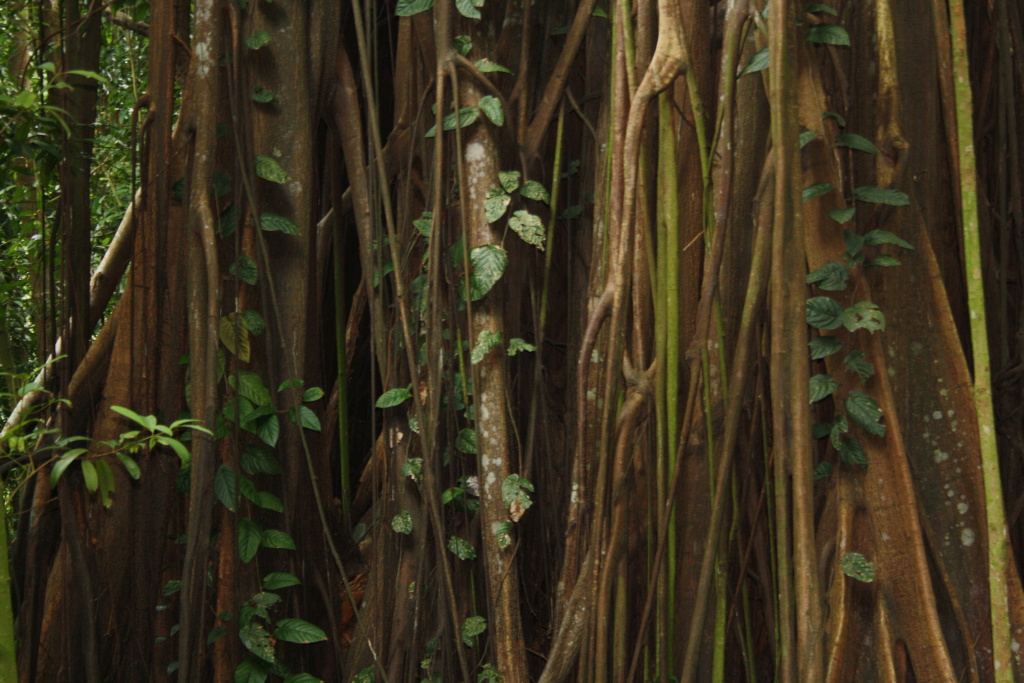 Detail džungle